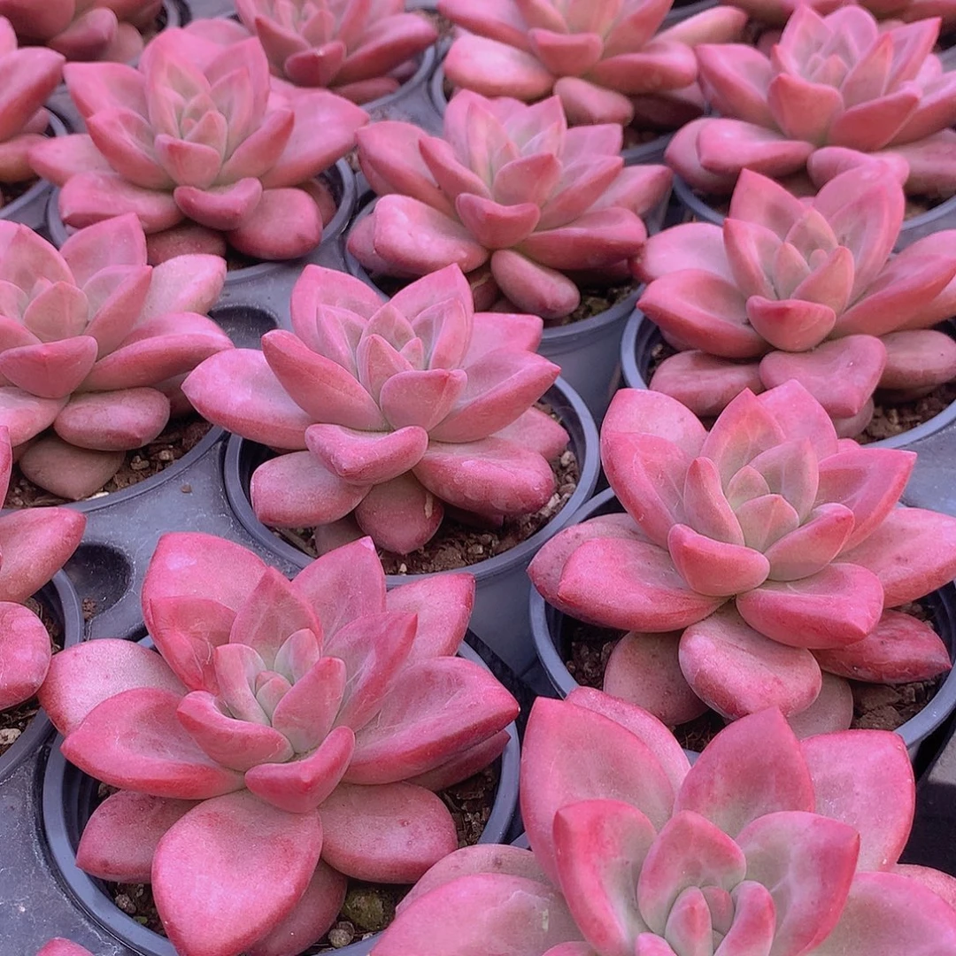 赫菲斯托单头45678999900