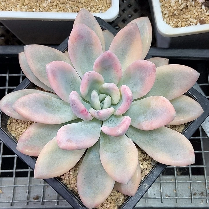 奥普彩锦大单头的