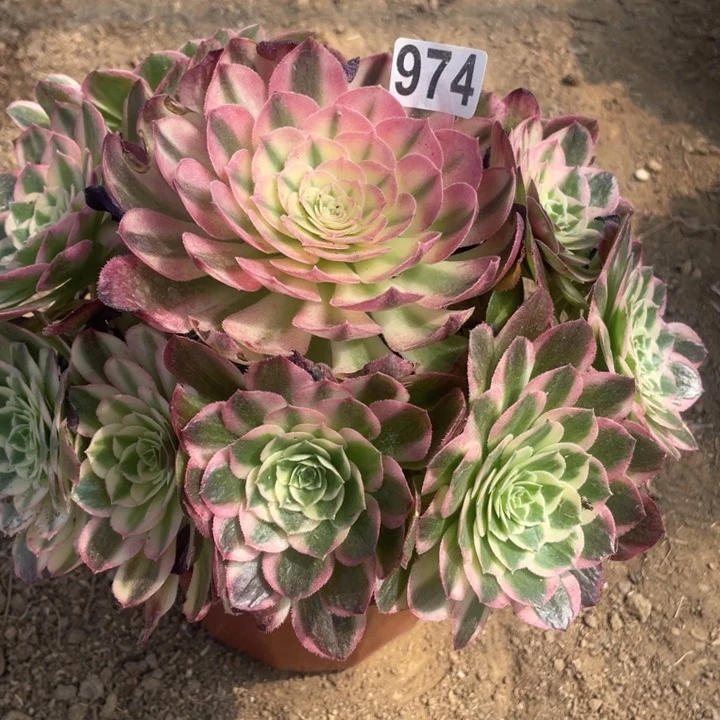 974多肉植物海仙