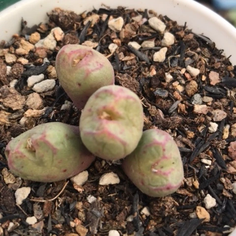 多肉肉锥 元宝猴脸