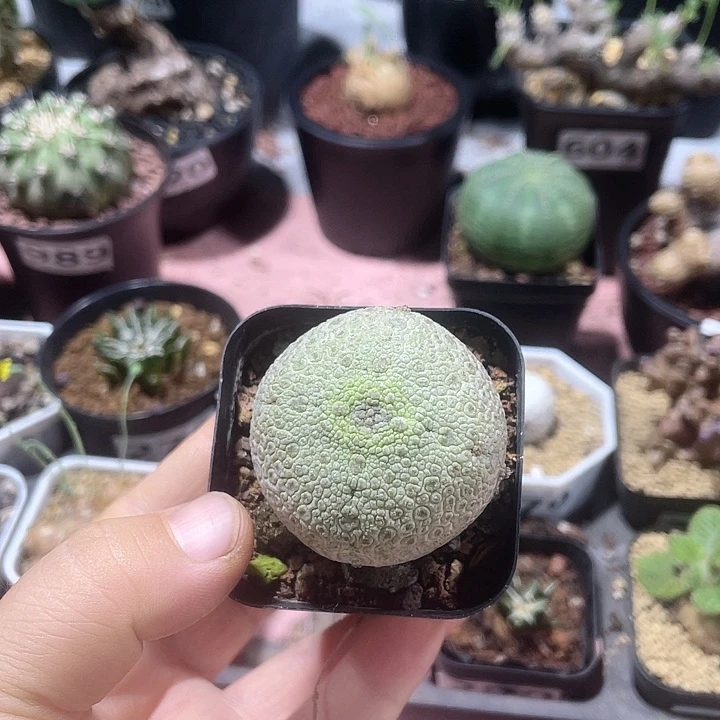 ✘****345凝提玉仙人球植物