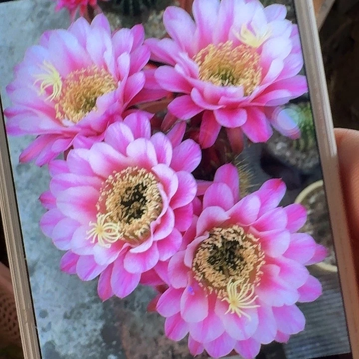 紫罗兰之眼侧芽5公分左右毛花柱（20包邮）