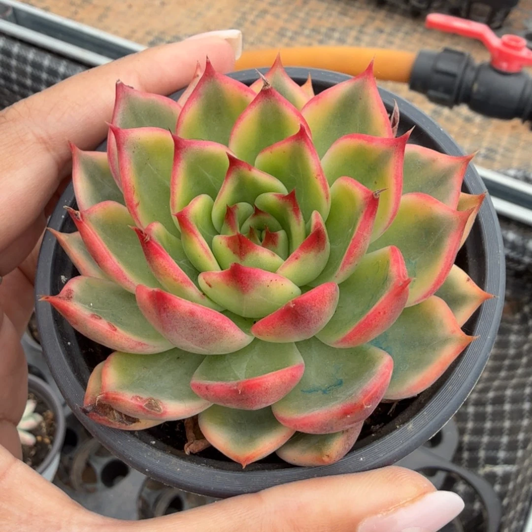 开播福利桃花锦腹轮锦