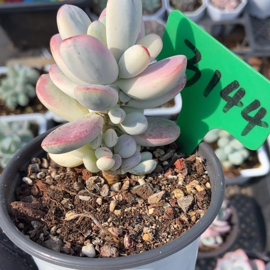 3144福娘锦多肉植物保护