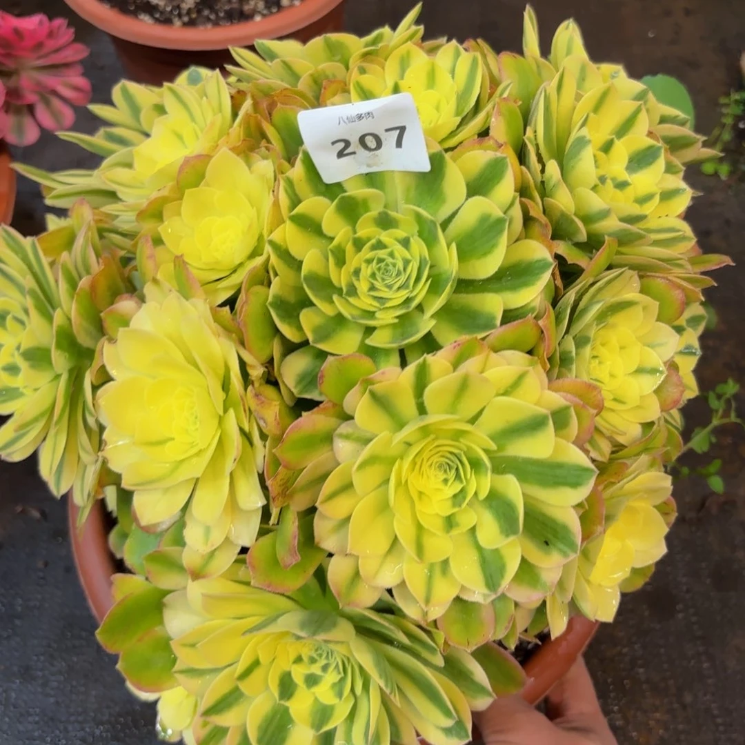 207多肉植物辛尼亚