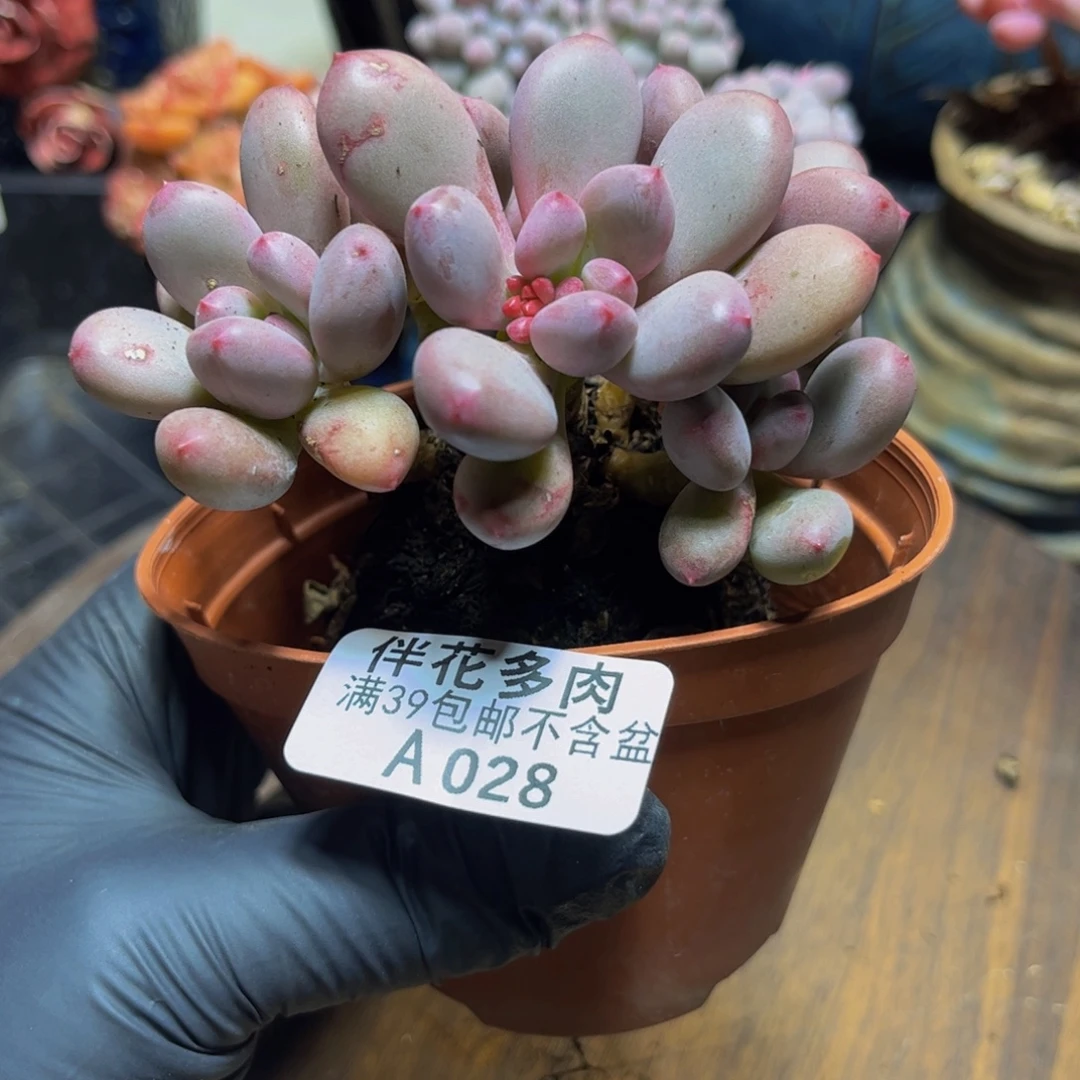 028桃花仙子奶酪10厘米多肉