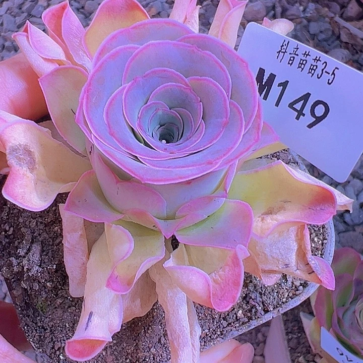 山地玫瑰多肉植物149