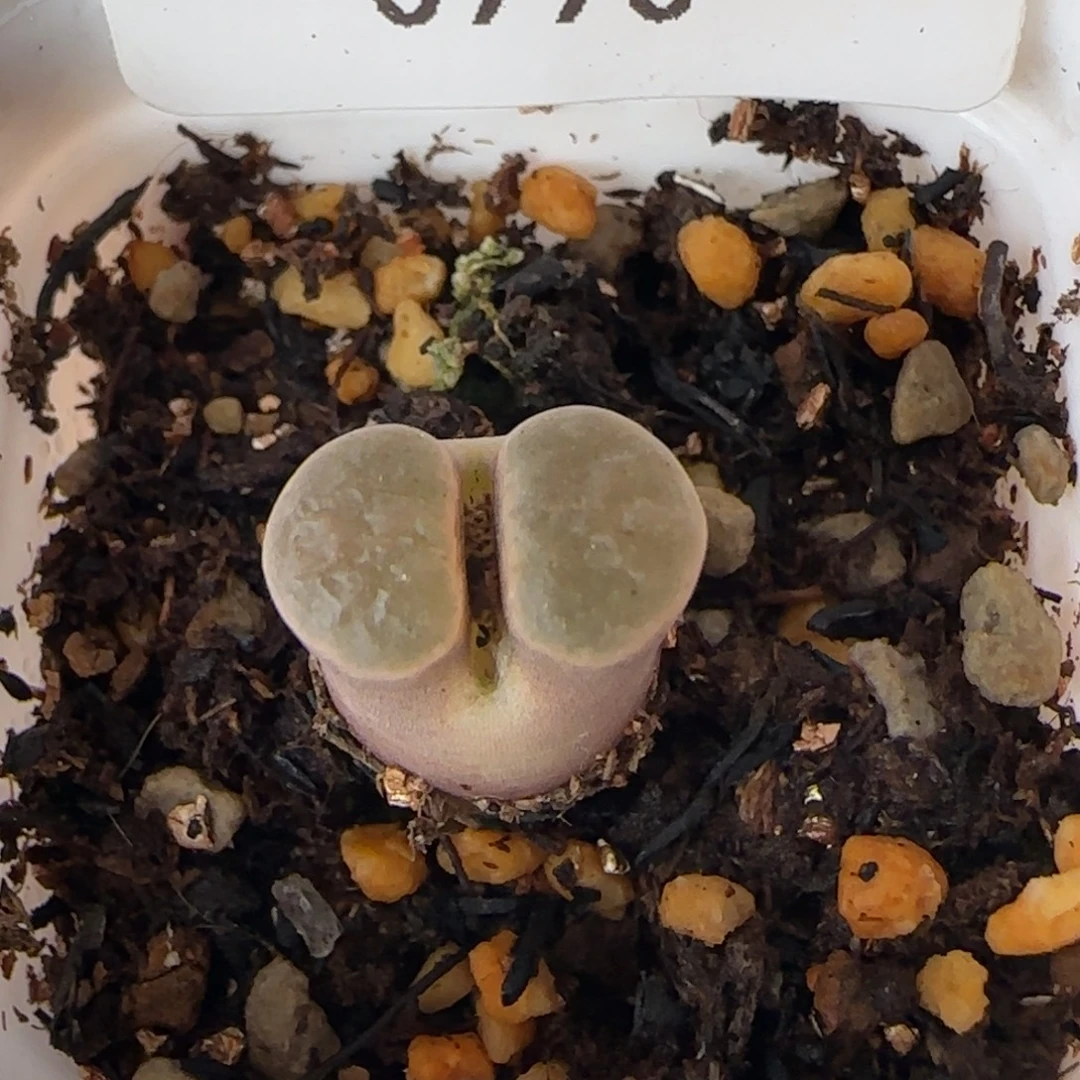 0990。默认脱土。18包邮。偏远88包邮