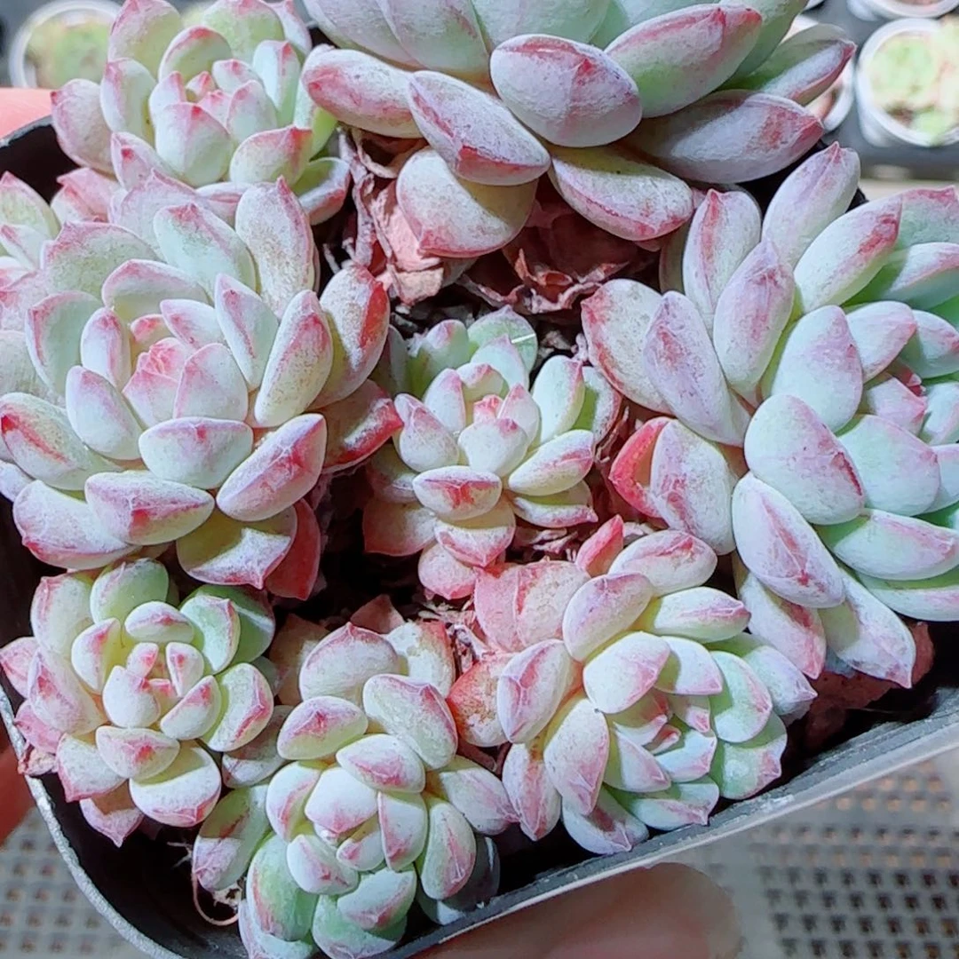 Y***礼花语逸镜1020-63点将船