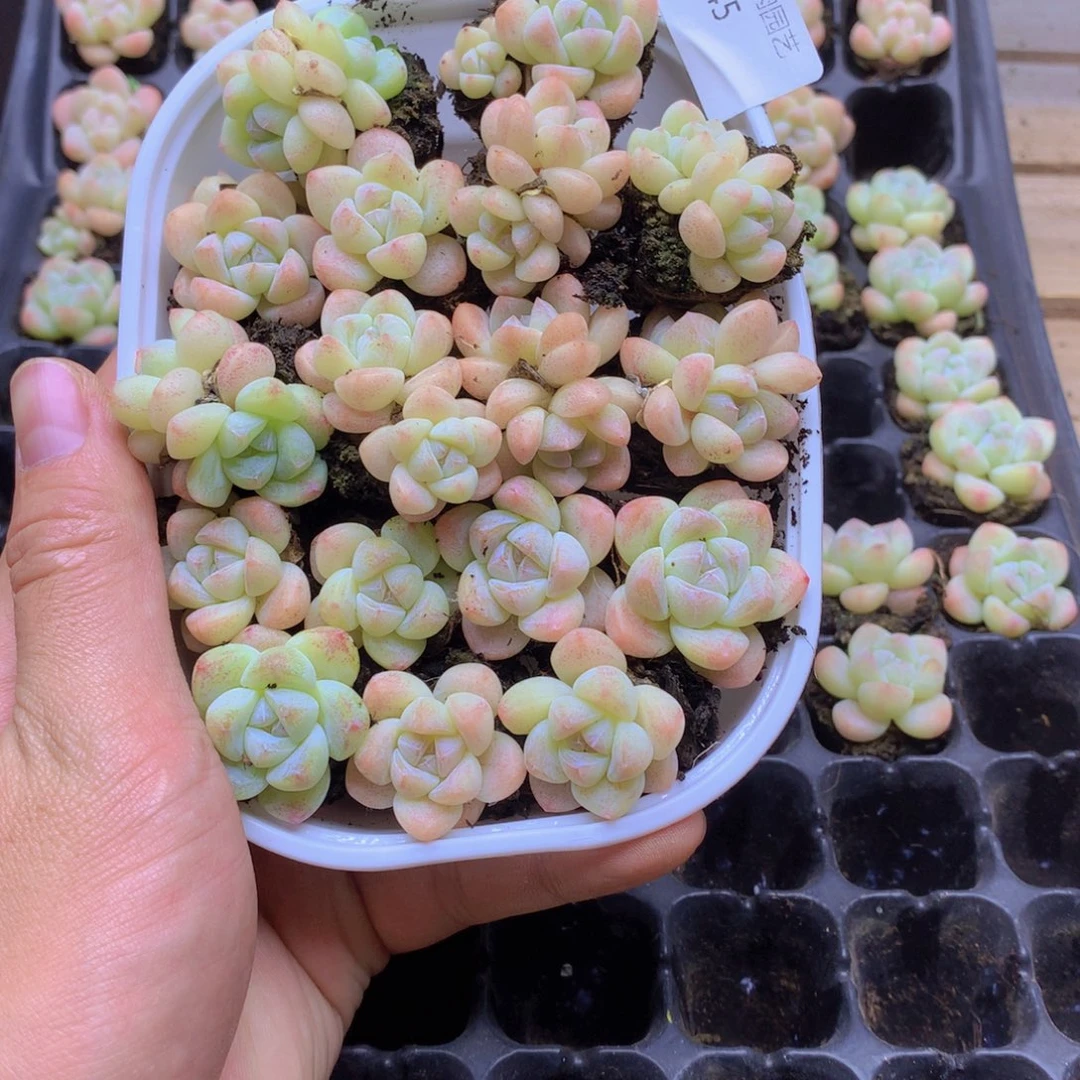 我要去看你了啊我的天045