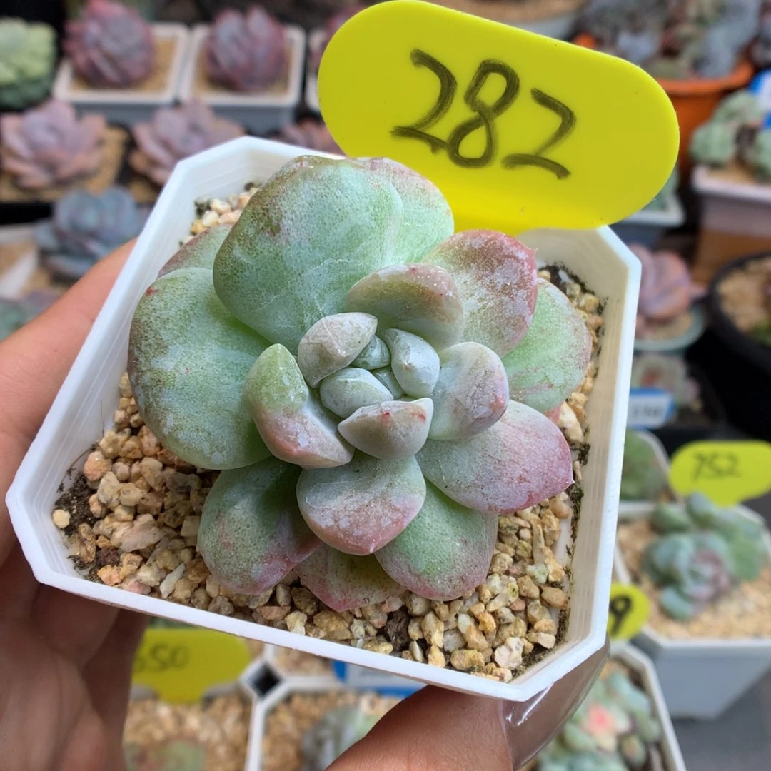 282冰玉石化多肉植物