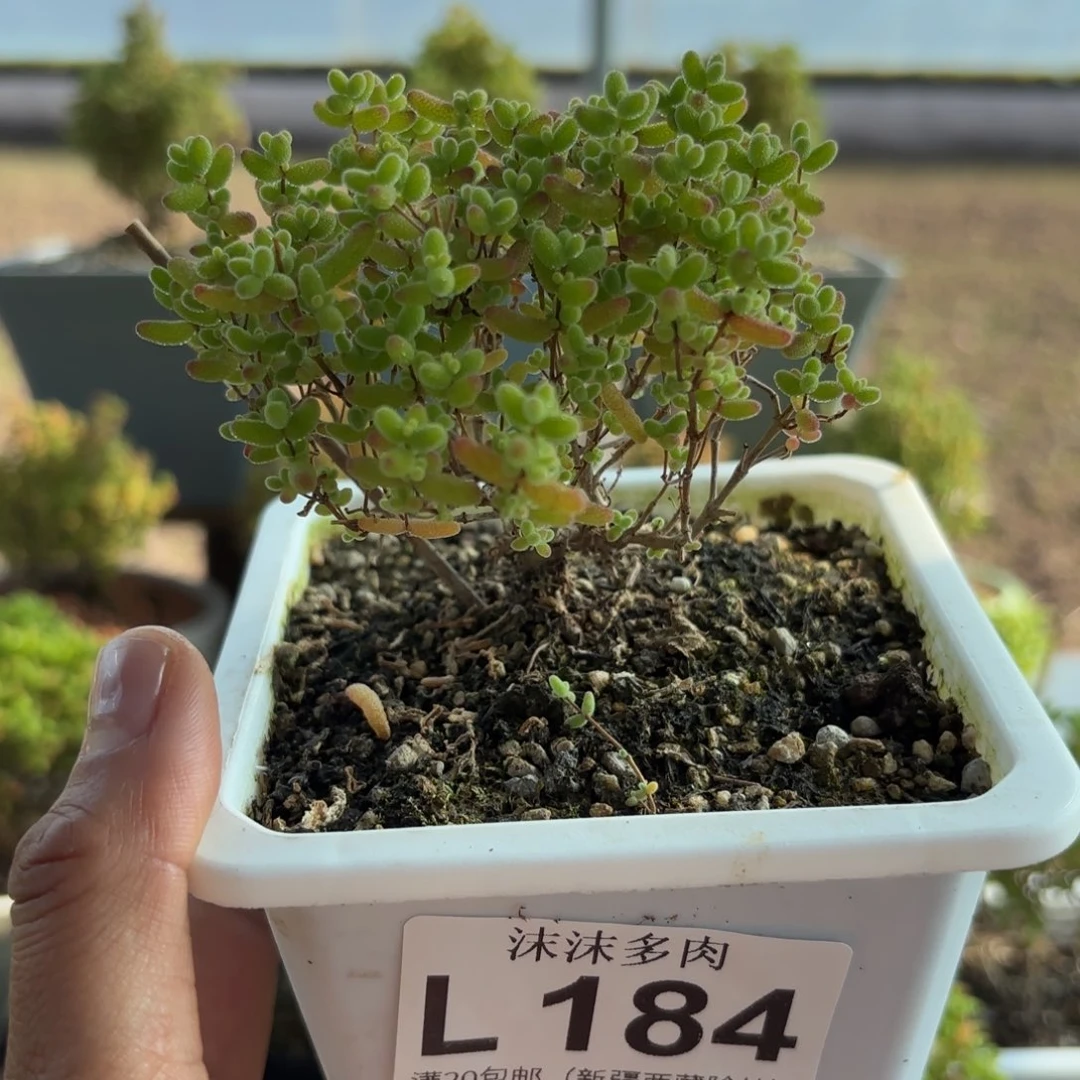 184蜜橘糖球开播福利