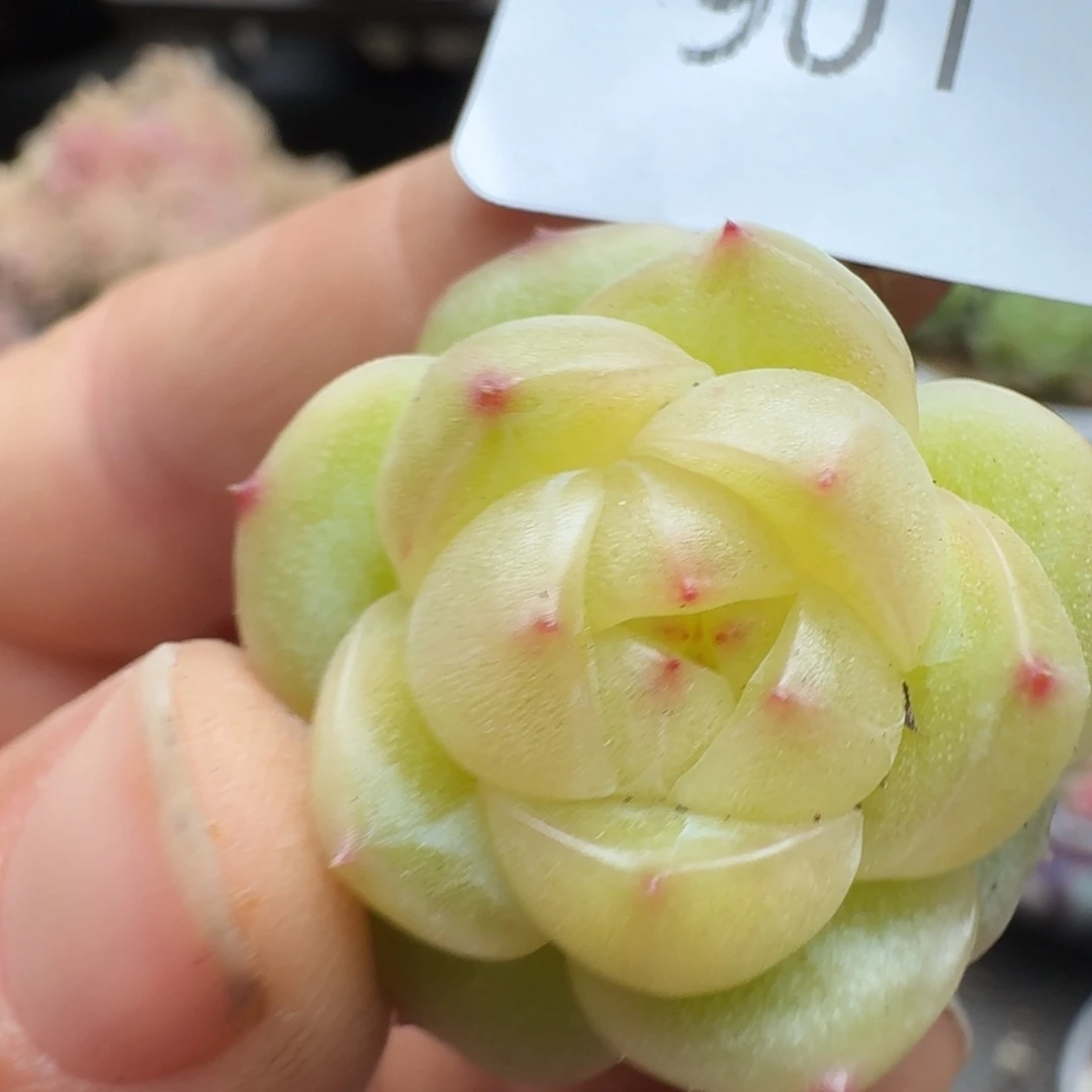 一物一拍一物一拍1213-901