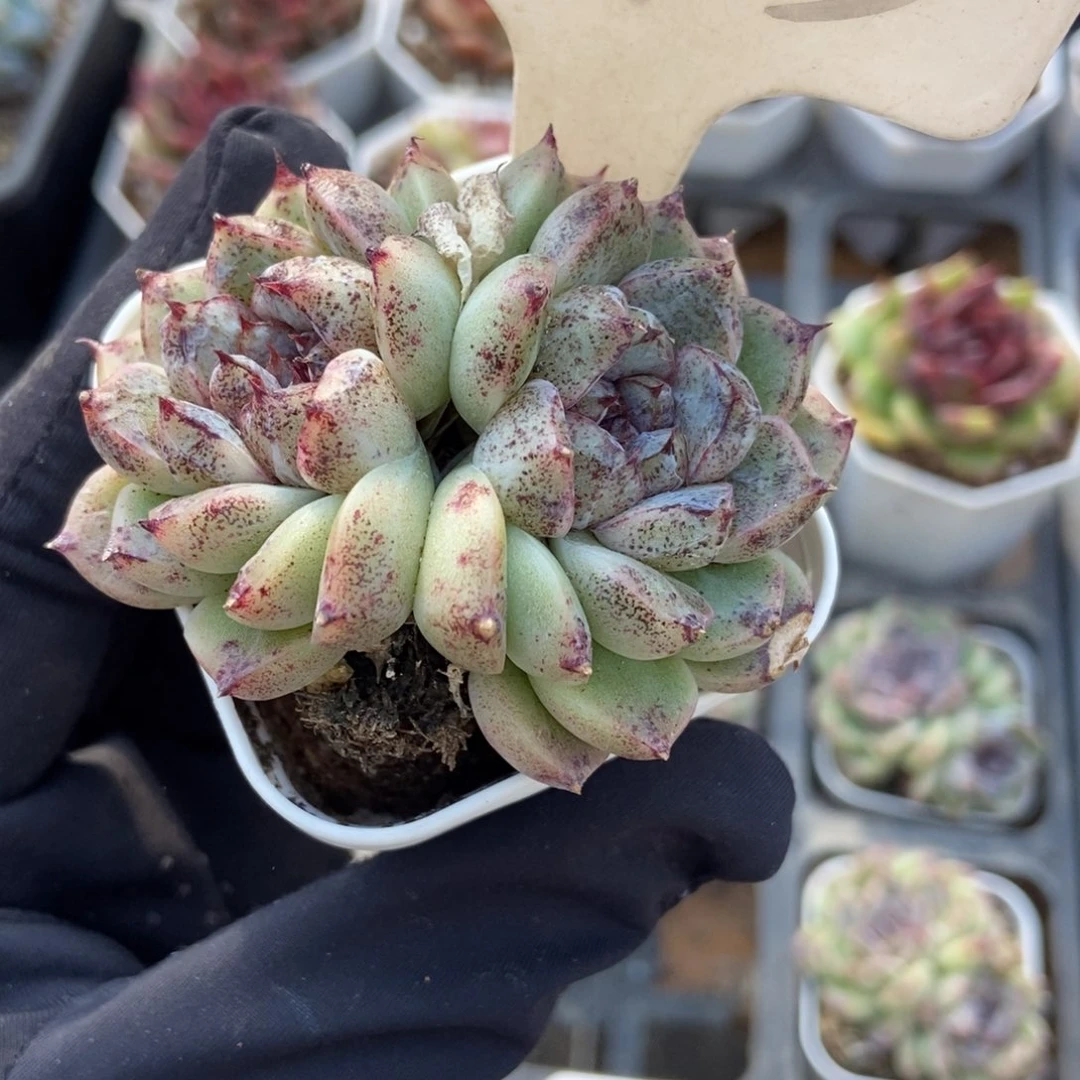 993水晶球多肉植物