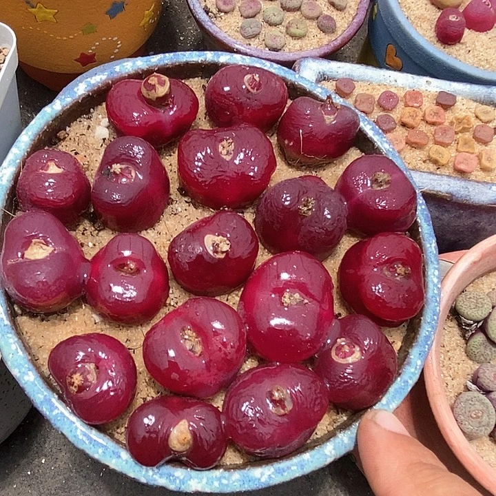 韩版蟠桃一颗    买3送1