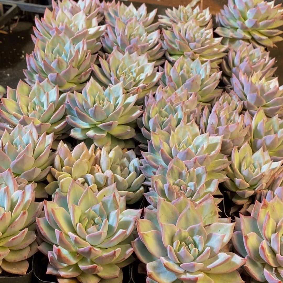 381多肉植物保护研究所所长的