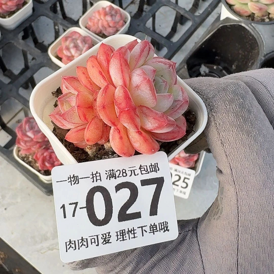 长相思无盆土发货无