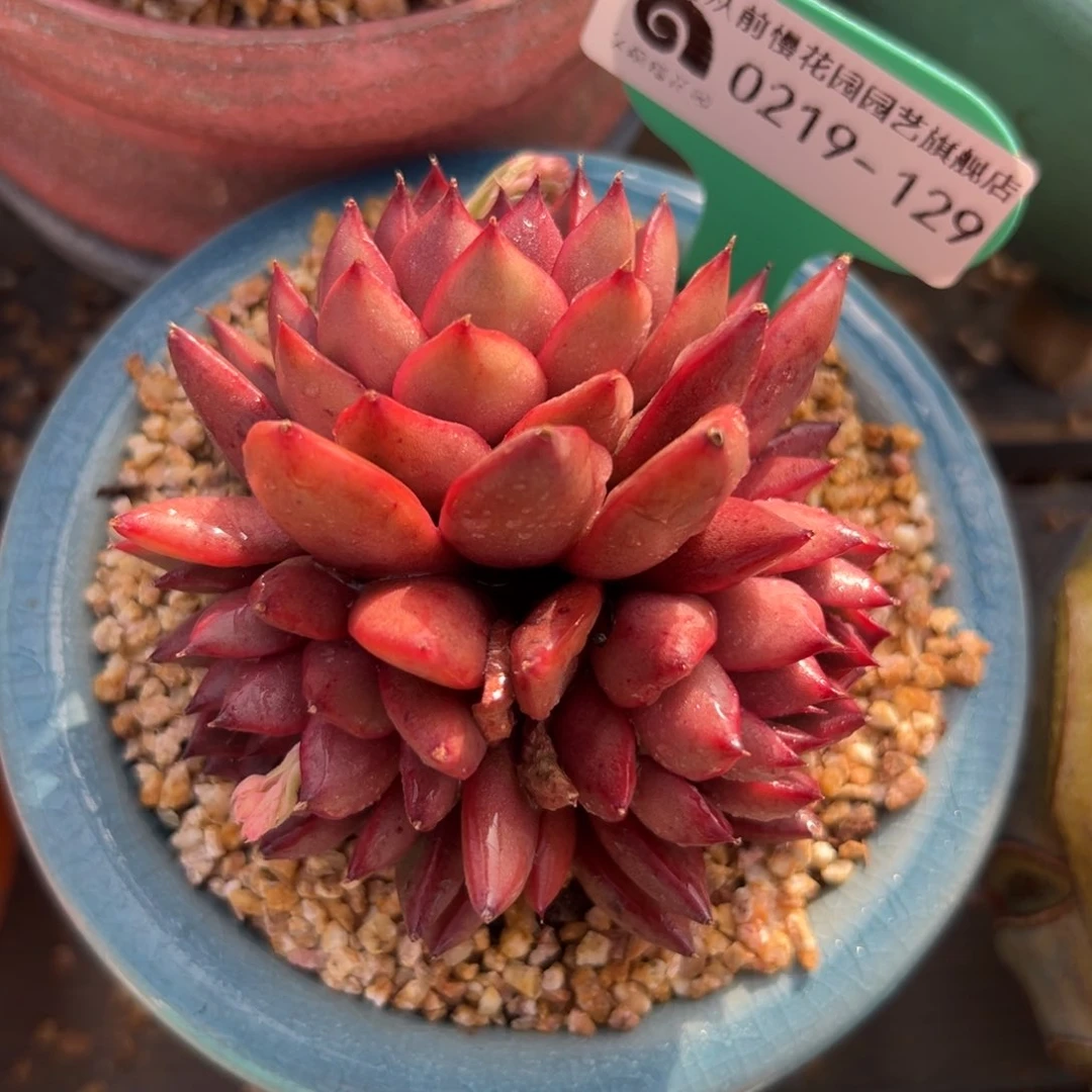 多肉一物一拍0219-129