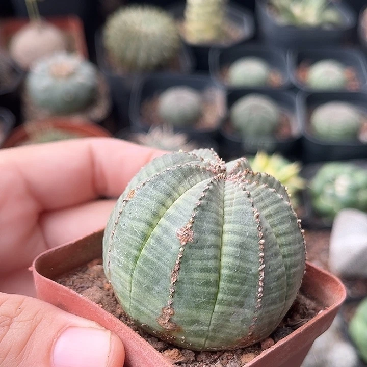 仙人球一物一拍自根1