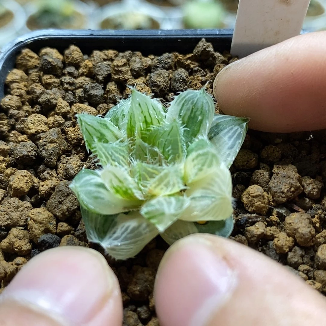 210实生哈哈哈哈哈哈