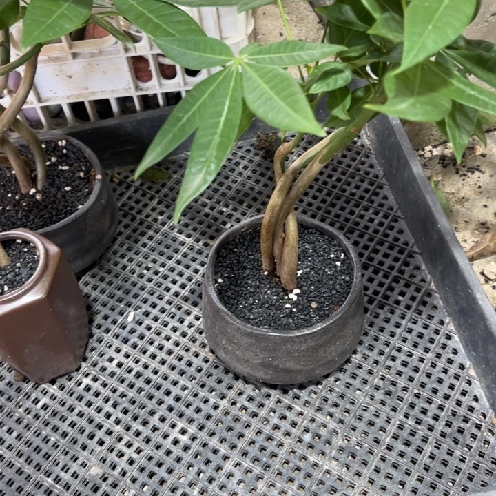 素***丶无花朵退款拉黑拉黑18