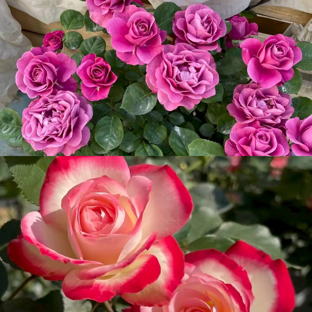 【冥王星+醉红妆】180盆月季 阳台庭院盆栽 多季节重复开花