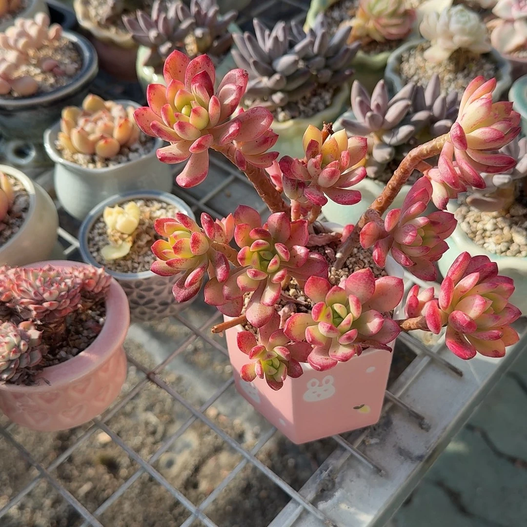 小叮当锦带盆多肉