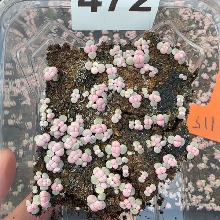 472 号王者系彩虹奶酪妮一盒