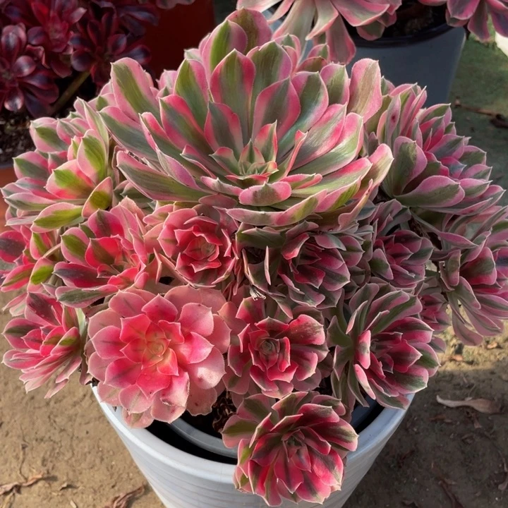 374粉女巫精品法师多肉