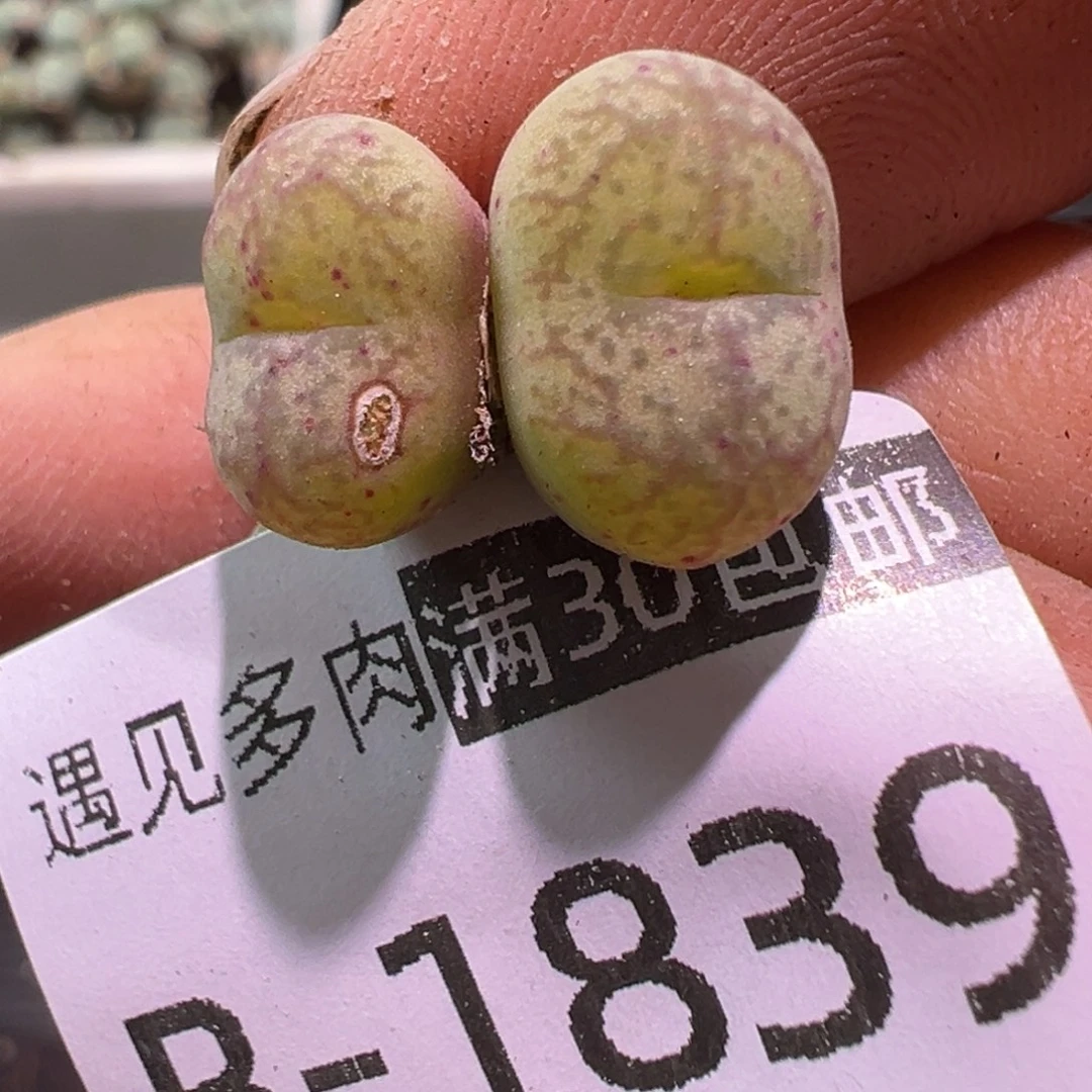 多肉植物111111111111