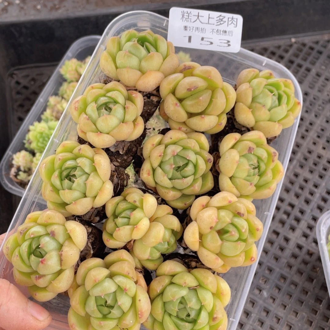 糕大上多肉植物153