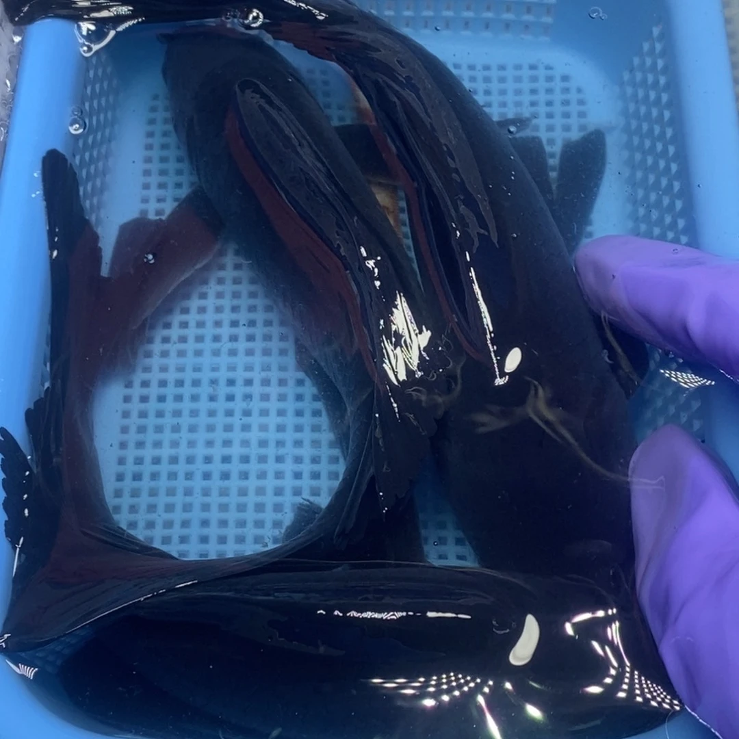 锦鲤冷水锦鲤包邮