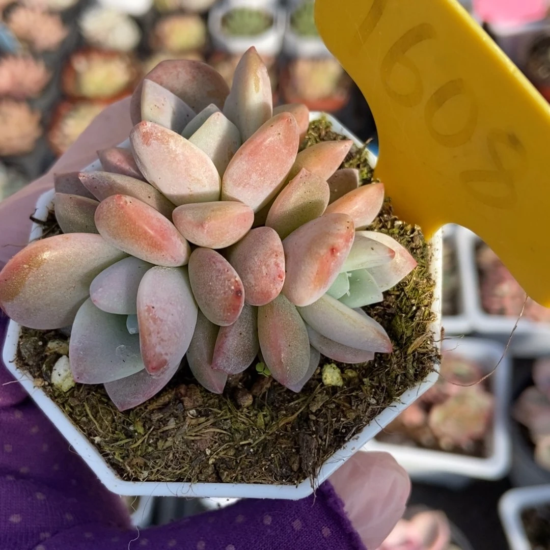 1608红茶多肉植物