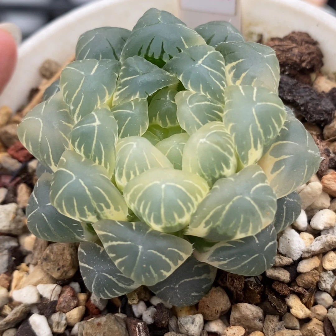 379糊斑湖水玉露锦