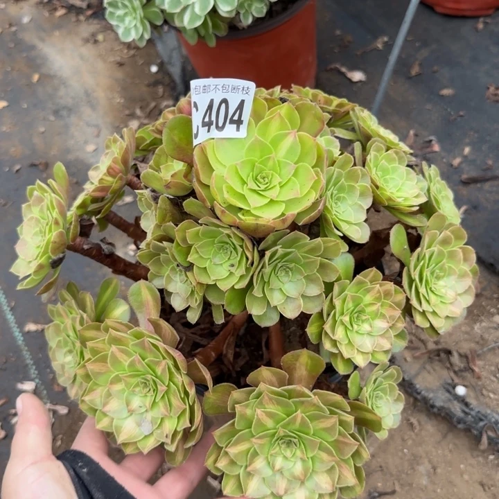 倾城中班……多肉植物……
