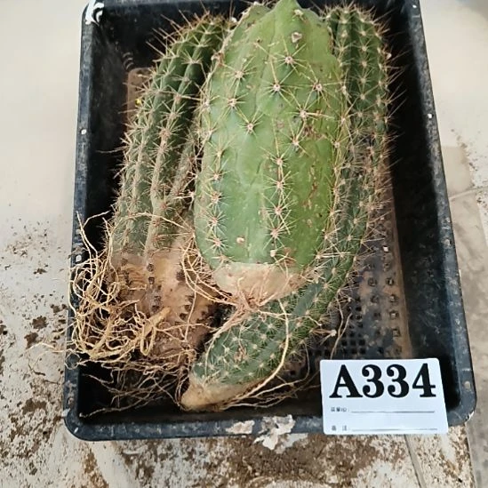 当前无花栽培后可以开花334