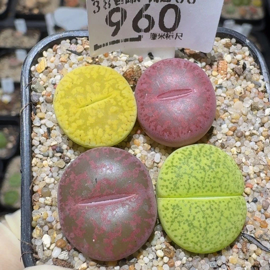 zzzz精品生石花960