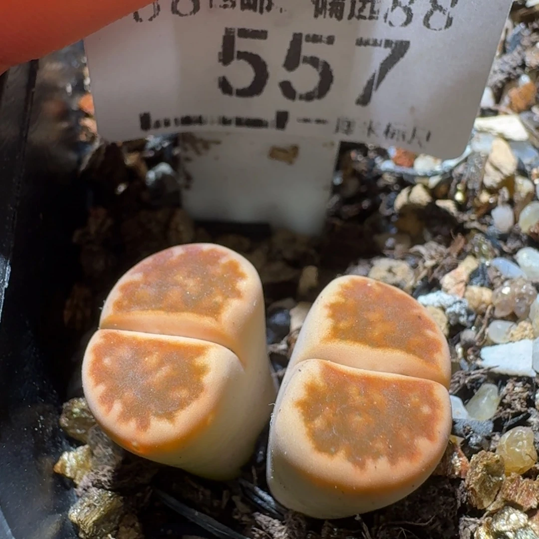 Sss新年福利款557