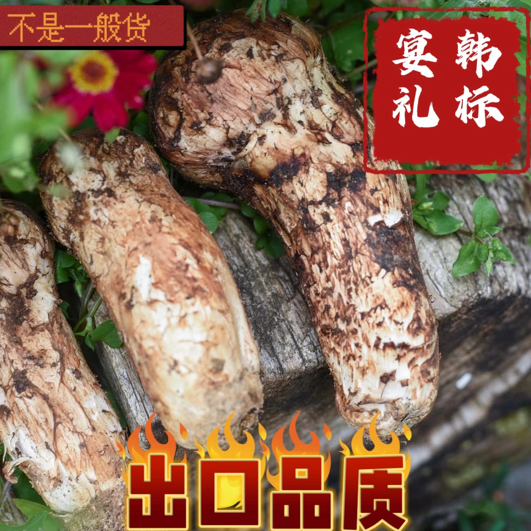 中秋送礼 10-13cm  正宗香格里拉新鲜松茸现采现发顺丰冷链空运
