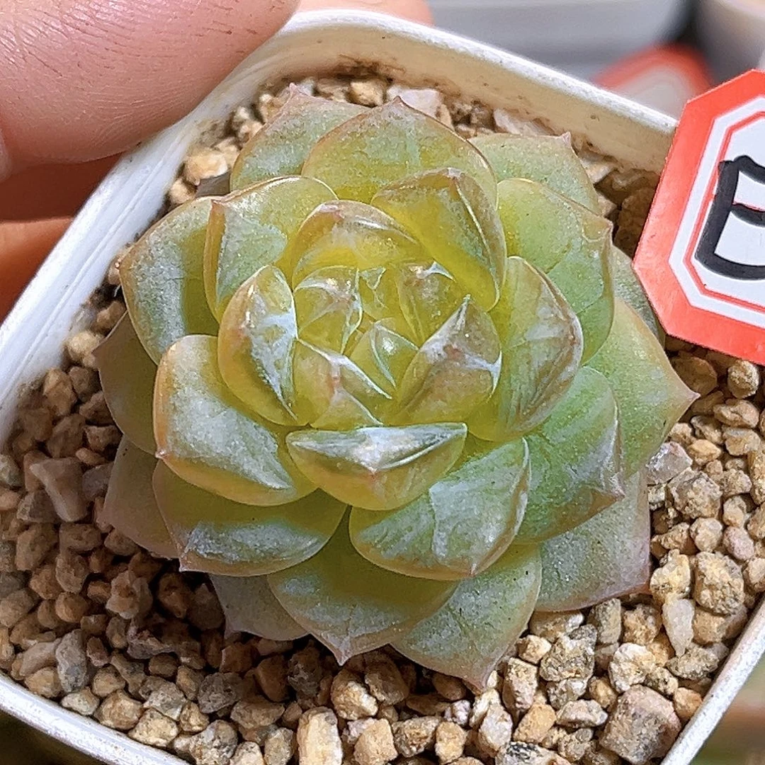 E414一物一拍 萤火石