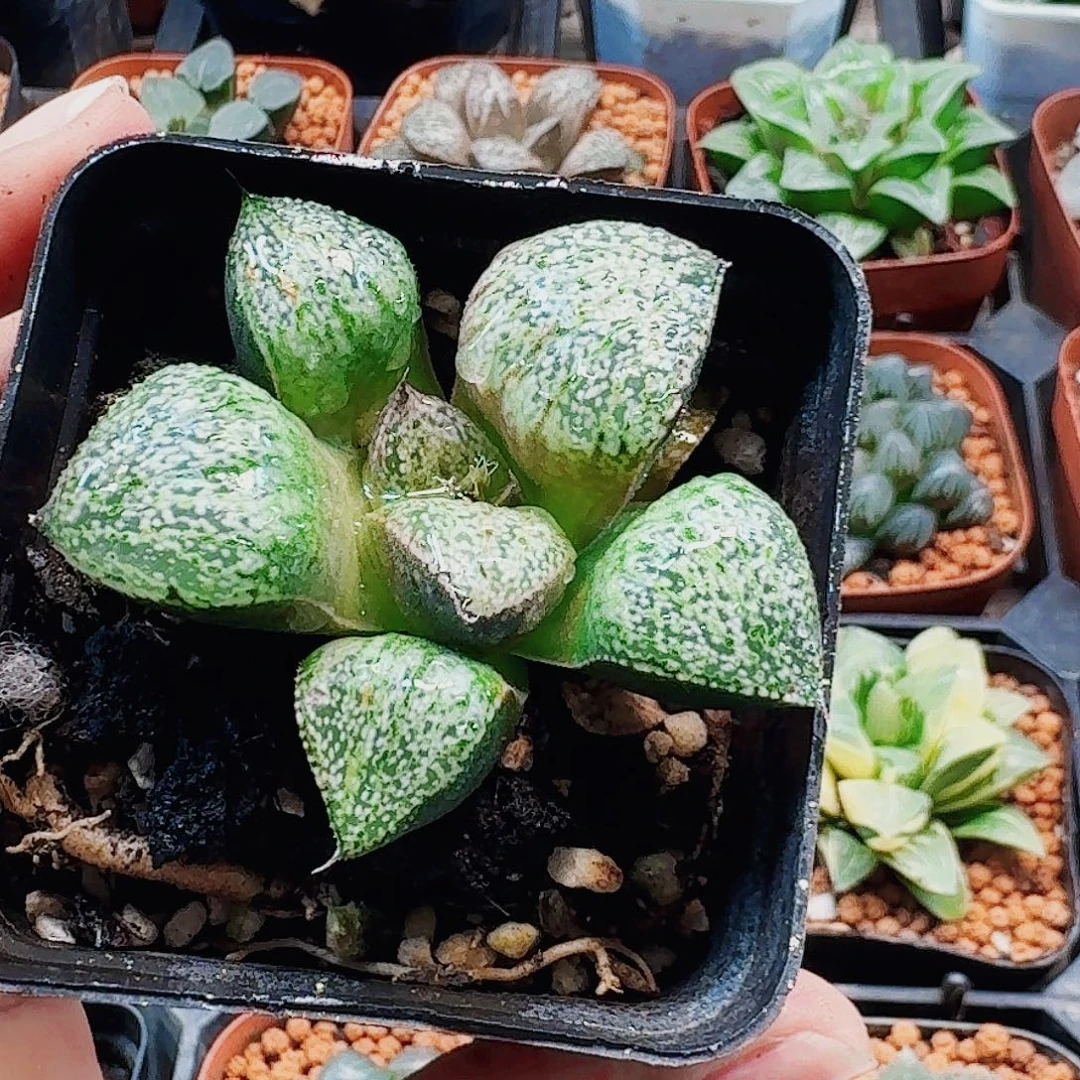 十二卷 白虎青蟹 福利