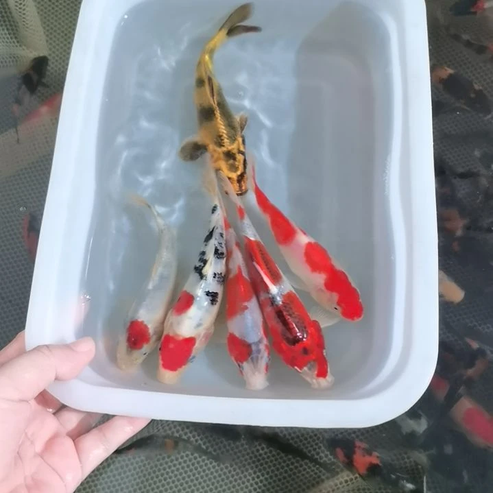锦鲤精品锦鲤一盆