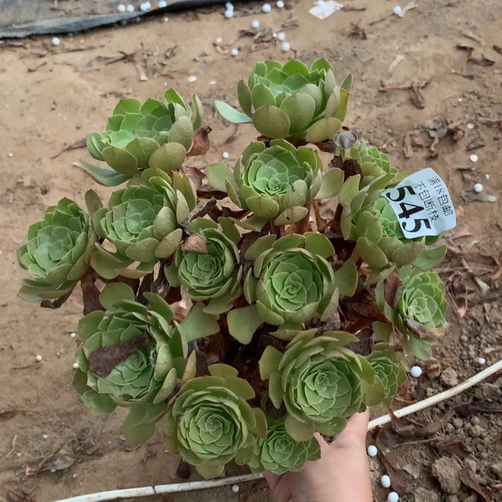 545沙拉碗绣球1号棚