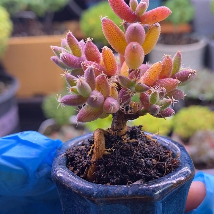 A***丶无花朵336玉米。