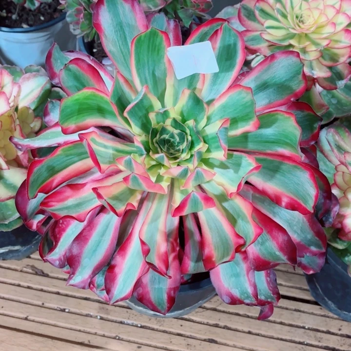 云南红魔女好看1号拍拍拍