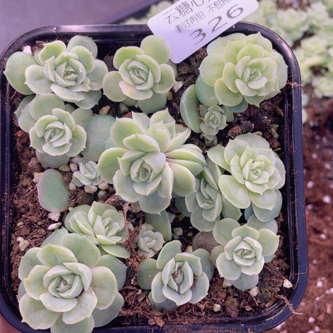 云糖心多肉植物326