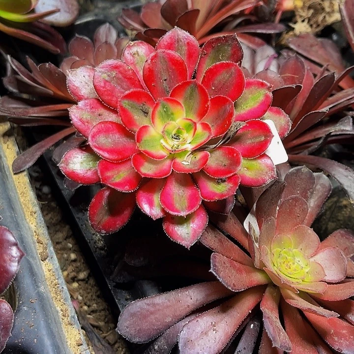 香奈儿带土球5公分以上9.9包邮