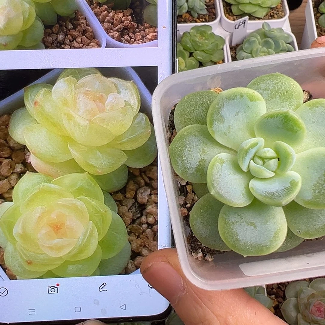 清梦一物一拍多肉