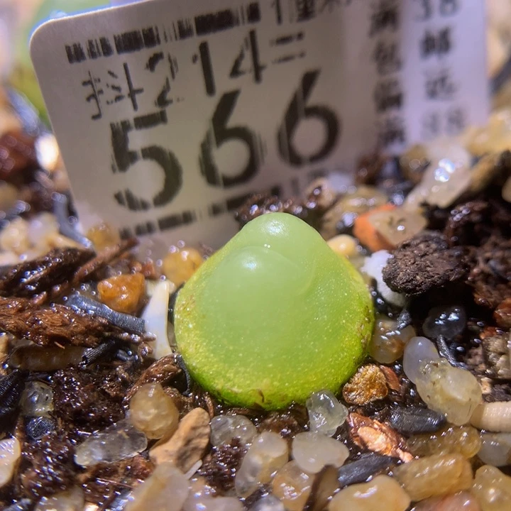 小****了精品生石花214.566