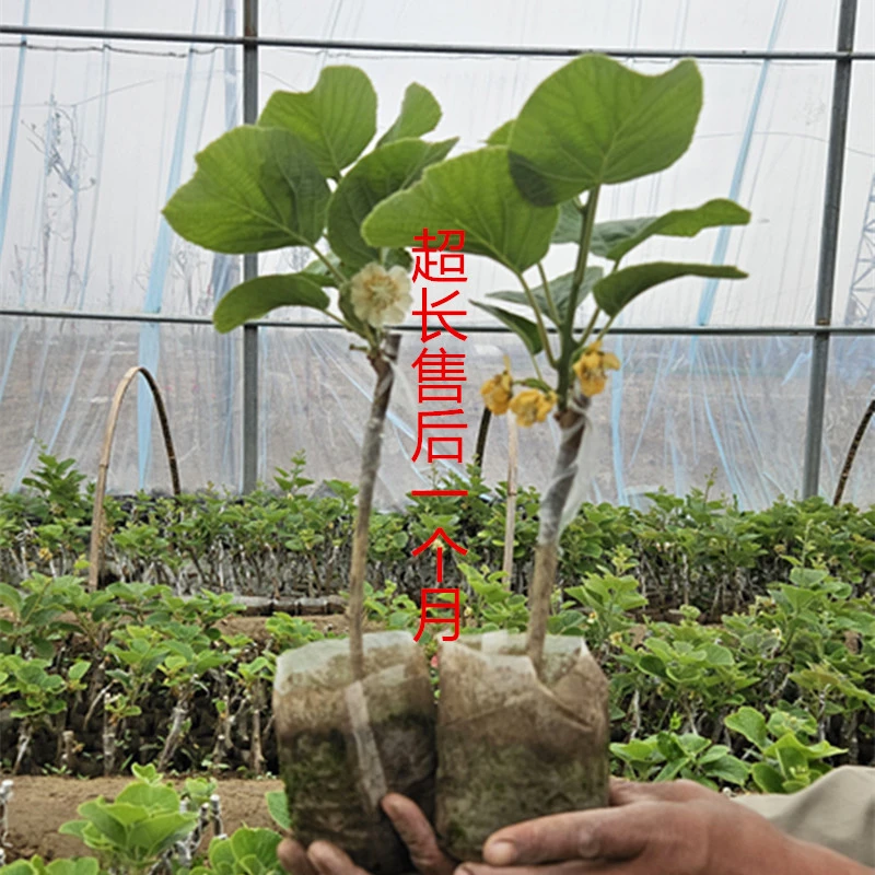 徐香猕猴桃嫁接苗杯苗南北方栽种